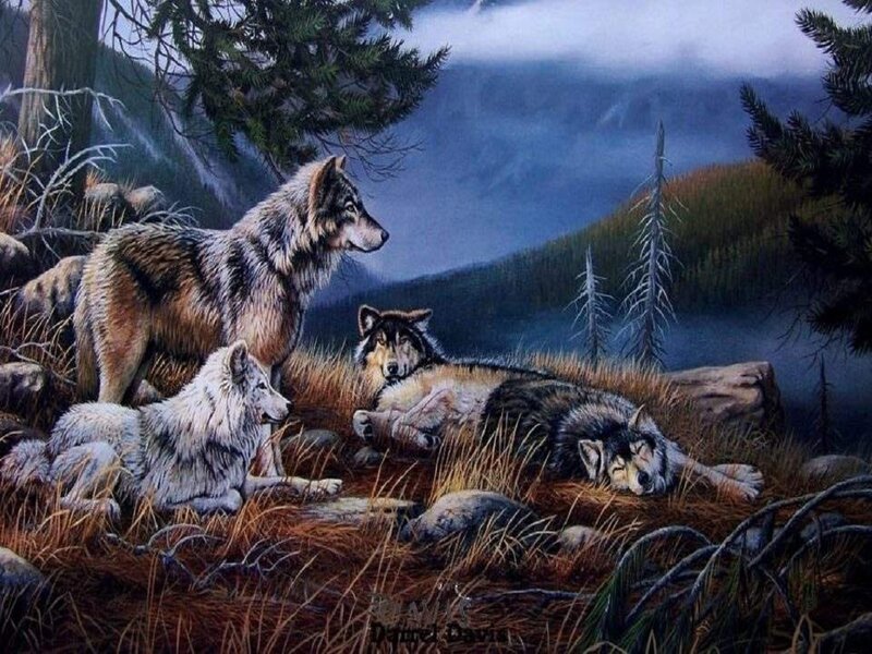 Wolves in Forest — Brown, Serene, Night