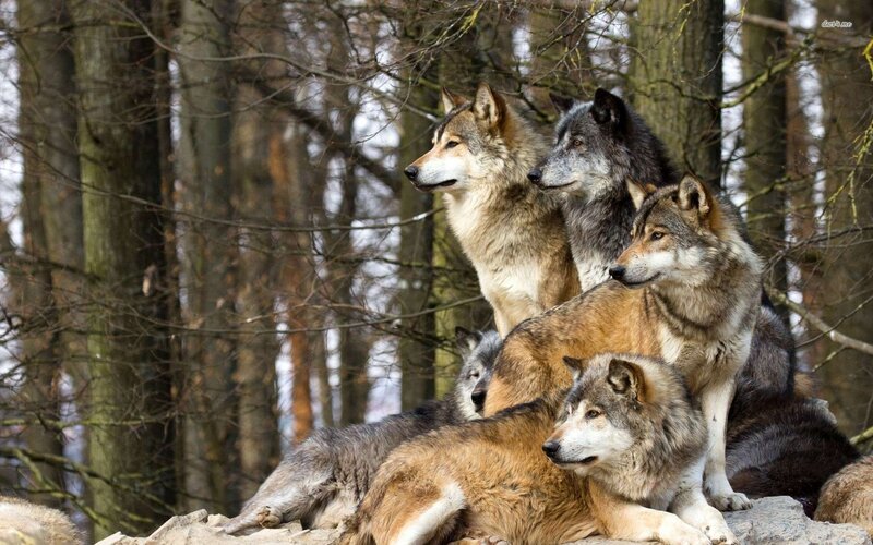 Wolves in Forest — Gray, Alert, Autumn, Photograph