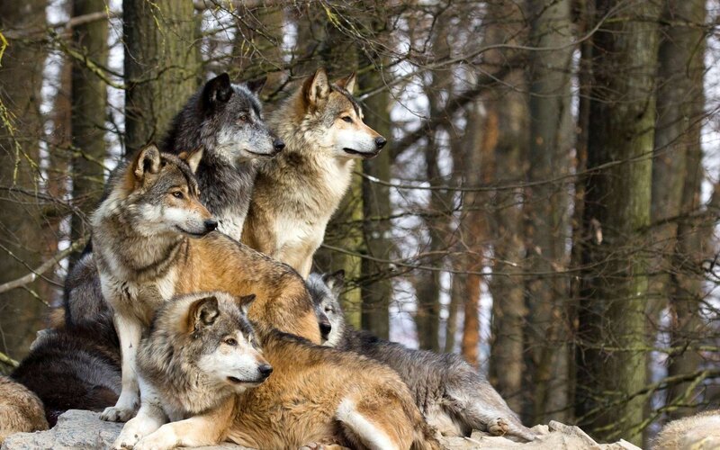 Wolves in Forest — Gray, Alert, Autumn