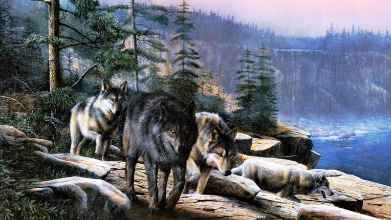 Wolves in Forest — Gray, Dramatic