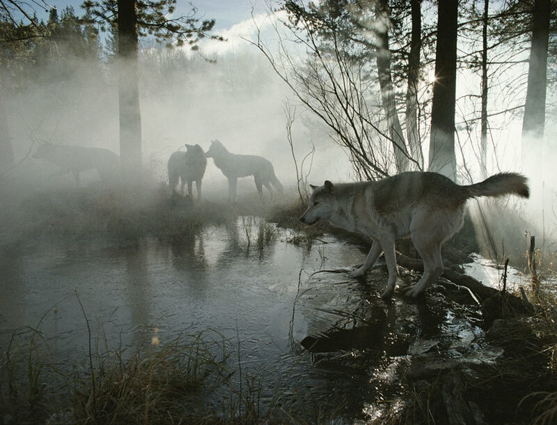 Wolves in Forest — Gray