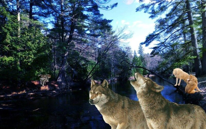 Wolves in Forest — Green, Natural, Afternoon