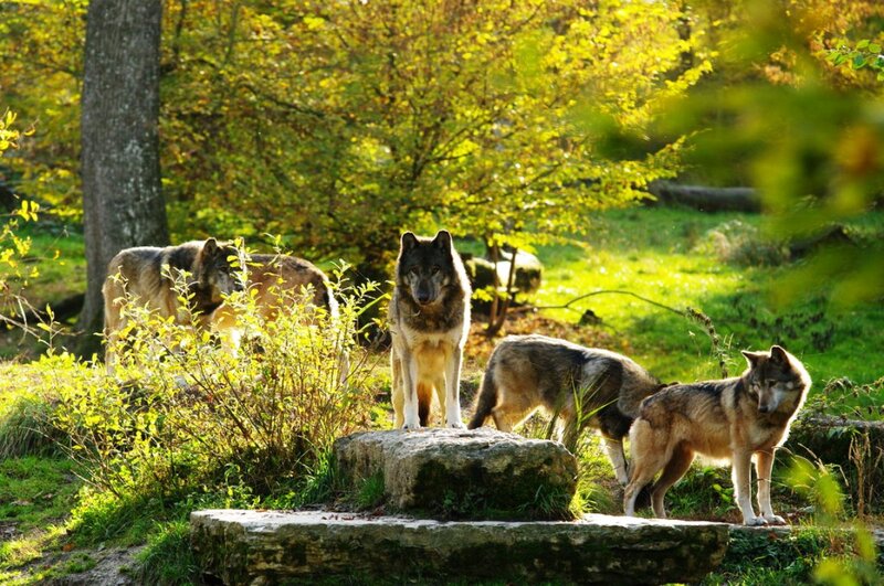 Wolves in Forest — Green, Natural