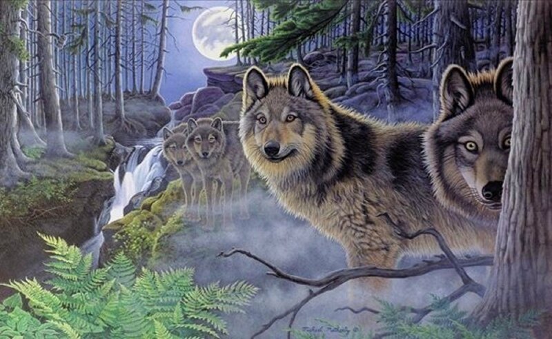 Wolves in Forest — Green, Serene, Night