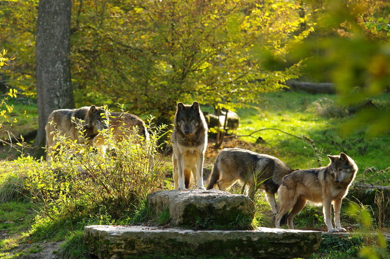Wolves in Forest — Green