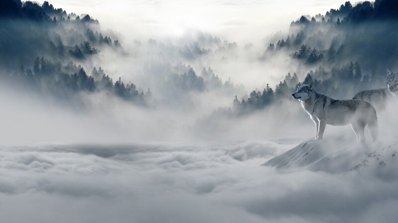 Wolves in Misty Forest — Gray