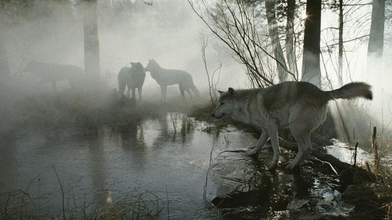 Wolves in Misty Forest