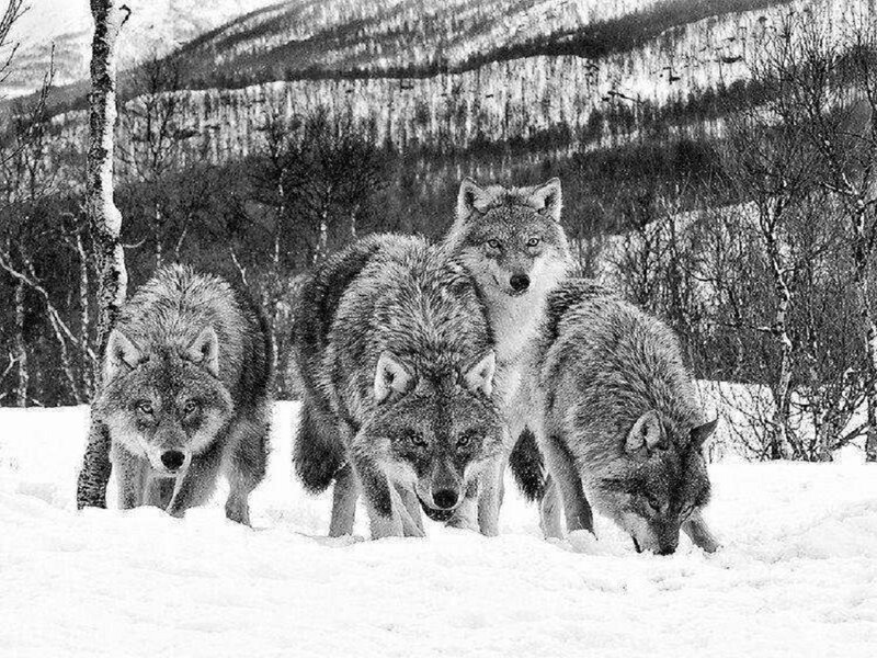 Wolves in Snow — Black, Dramatic