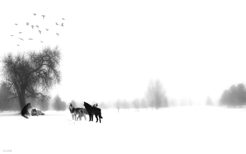 Wolves in Snow — Black, Serene, Winter