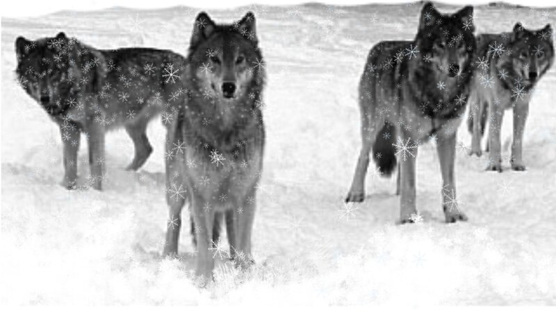 Wolves in Snow — Black