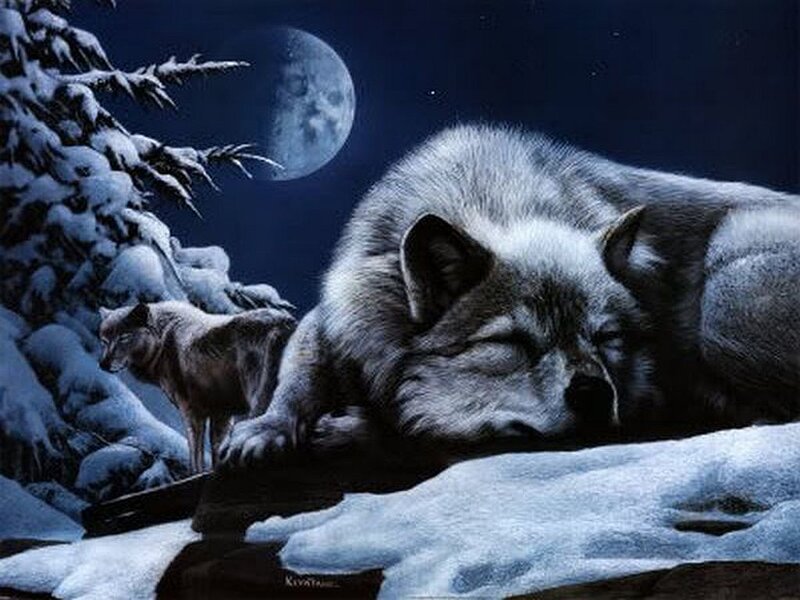 Wolves in Snow — Blue