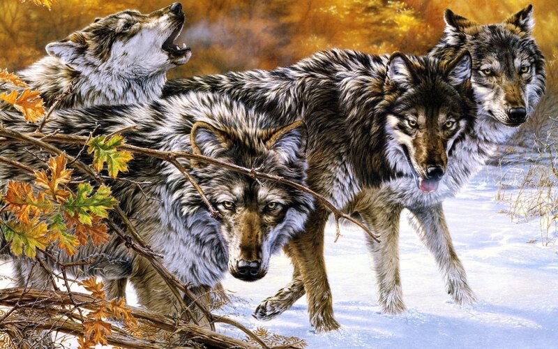 Wolves in Snow — Brown, Alert