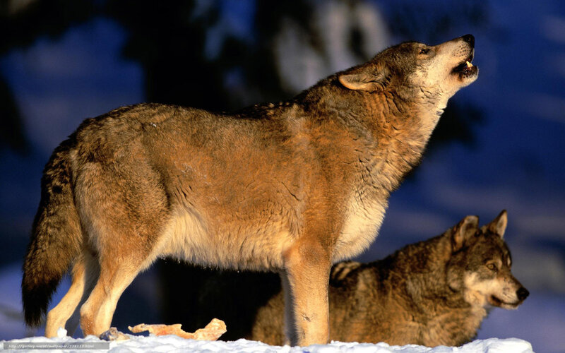 Wolves in Snow — Brown, Dramatic, Winter, Photograph