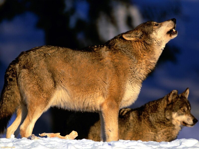 Wolves in Snow — Brown, Dramatic, Winter, Photograph, Trees, Bones