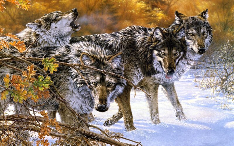 Wolves in Snow — Brown