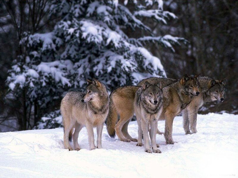 Wolves in Snow — Calm