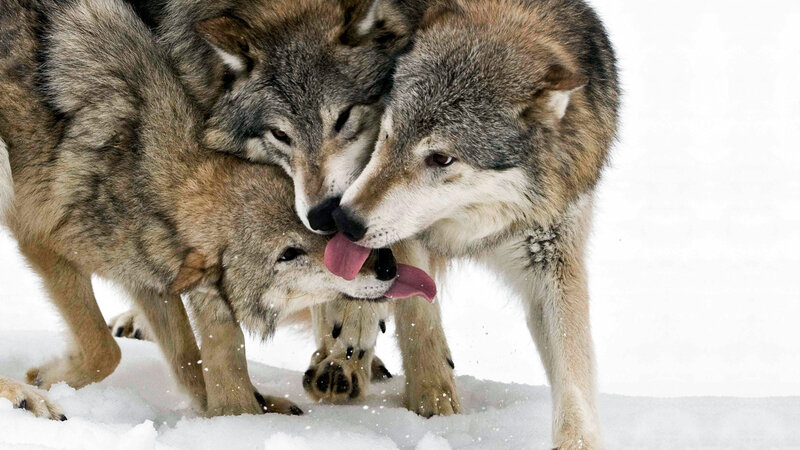 Wolves in Snow — Gray, Active
