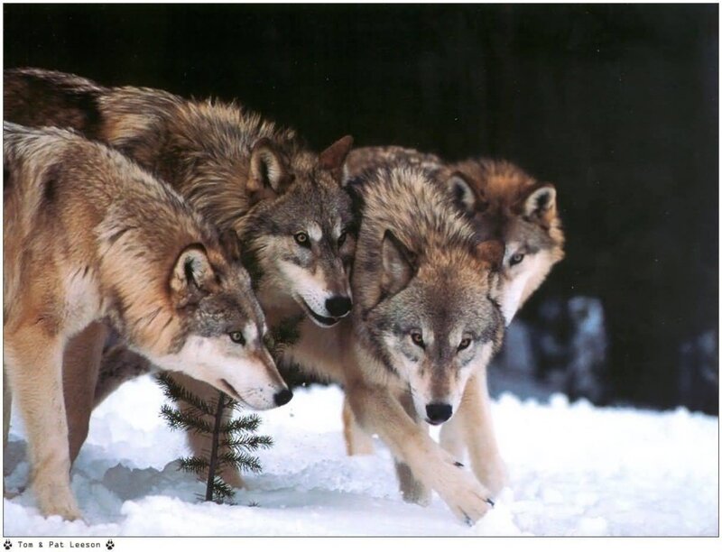Wolves in Snow — Gray, Alert