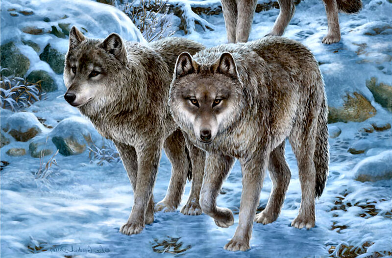 Wolves in Snow — Gray, Alert, Winter, Illustration