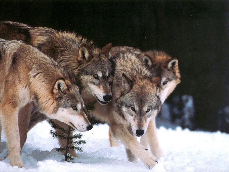 Wolves in Snow — Gray, Alert, Winter