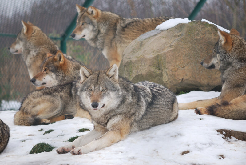 Wolves in Snow — Gray, Calm