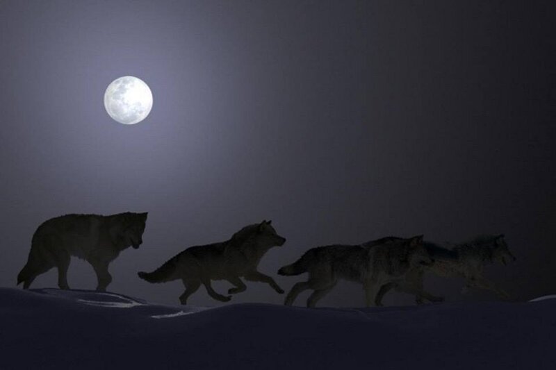 Wolves in Snow — Gray, Dramatic, Night, Digital Art