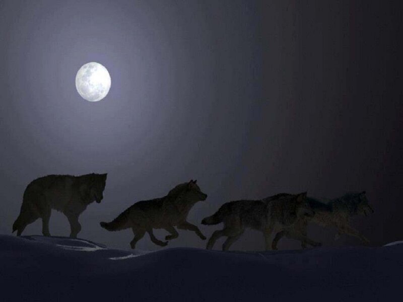 Wolves in Snow — Gray, Dramatic, Night