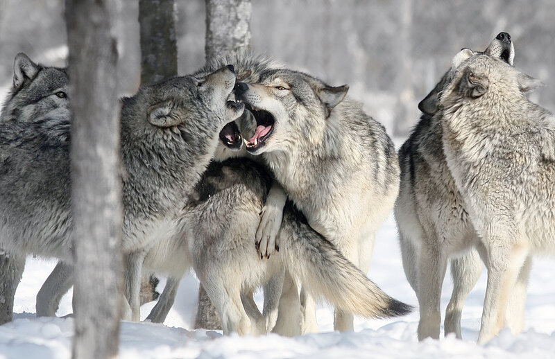 Wolves in Snow — Gray, Dramatic