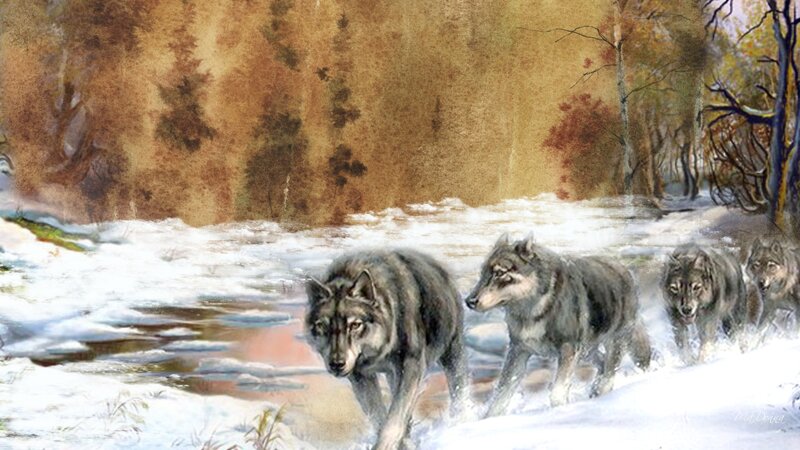 Wolves in Snow — Gray, Dramatic, Winter