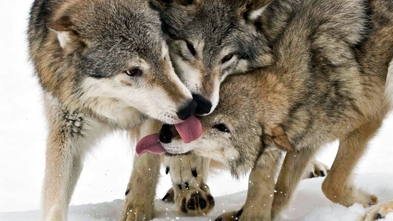 Wolves in Snow — Gray, Natural, Winter