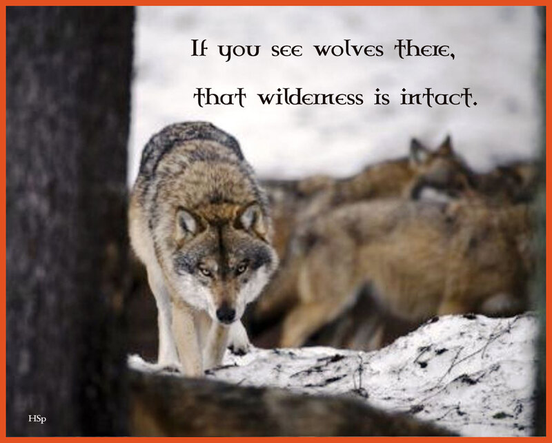 Wolves in Snow — Gray, Serious