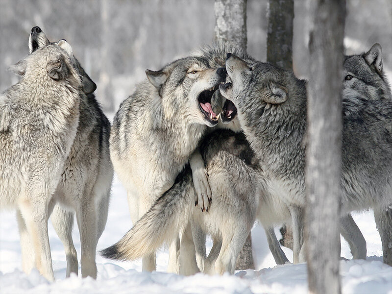 Wolves in Snow — Gray