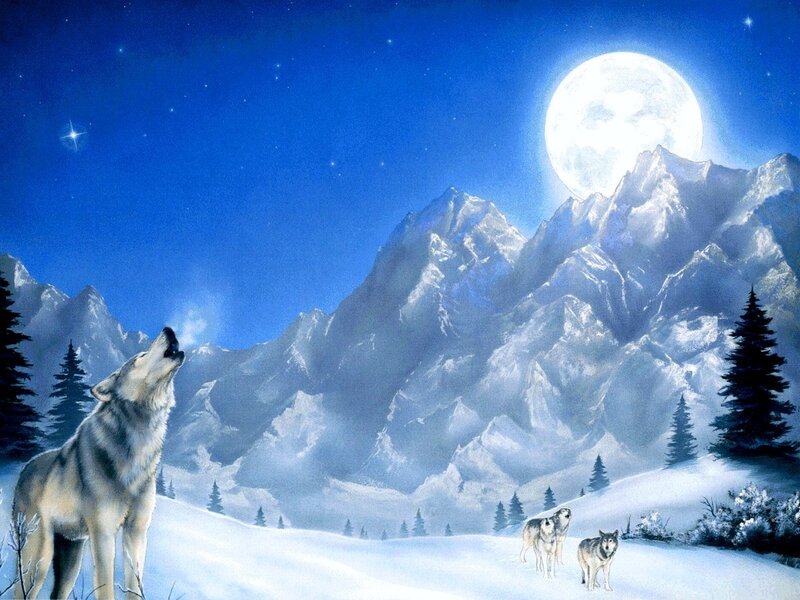 Wolves in Snow