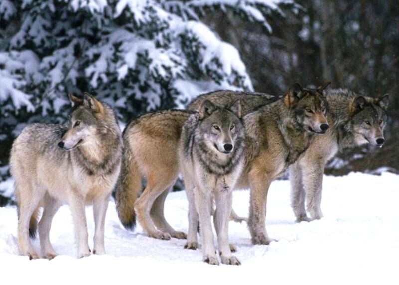 Wolves in Snow — White, Alert
