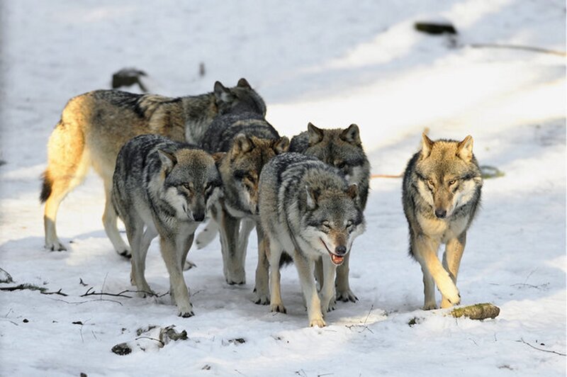 Wolves in Snow — White, Alert, Winter, Photograph