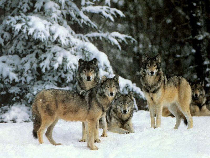 Wolves in Snow — White, Alert, Winter, Photograph, Trees, Forest