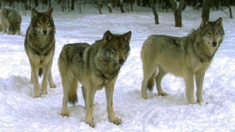 Wolves in Snow — White, Alert, Winter, Photograph, Trees