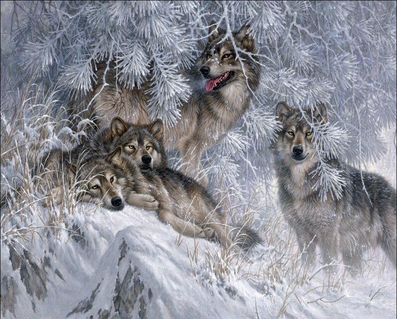 Wolves in Snow — White, Calm
