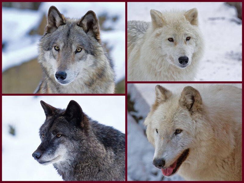 Wolves in Snow — White, Calm, Winter, Photograph, Collage