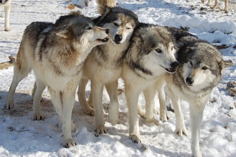 Wolves in Snow — White, Calm, Winter, Photograph, Pack