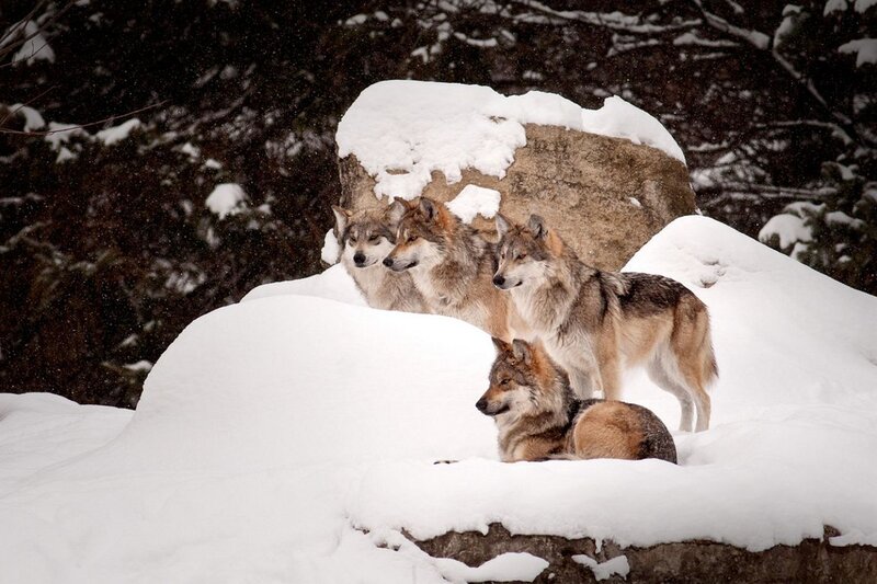 Wolves in Snow — White, Calm, Winter, Photograph, Rock, Trees
