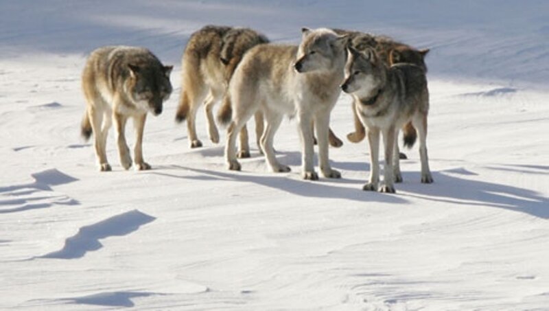 Wolves in Snow — White, Calm, Winter, Photograph