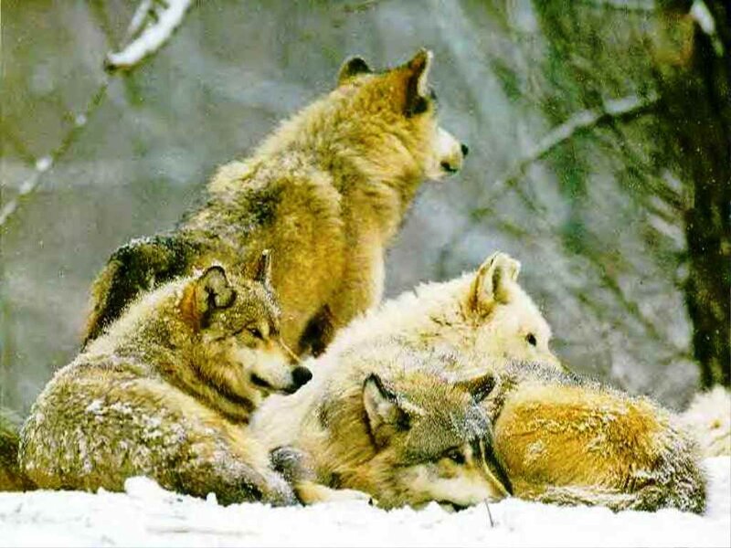 Wolves in Snow — White, Calm, Winter, Photograph, Trees, Forest