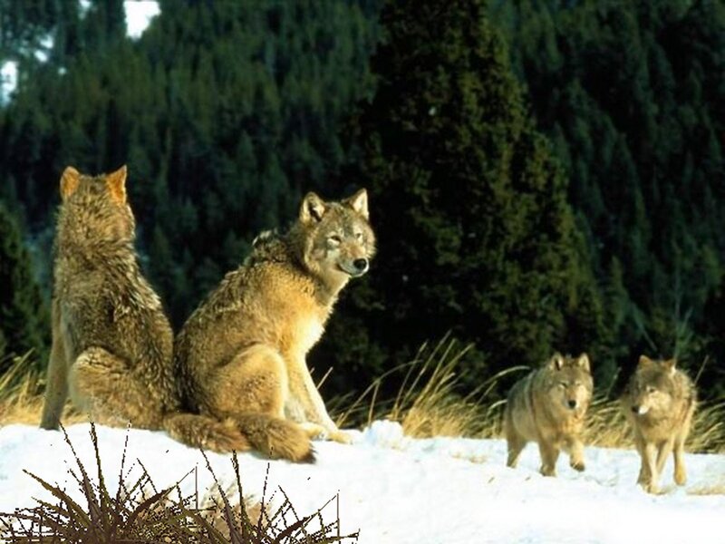 Wolves in Snow — White, Calm, Winter, Photograph, Trees
