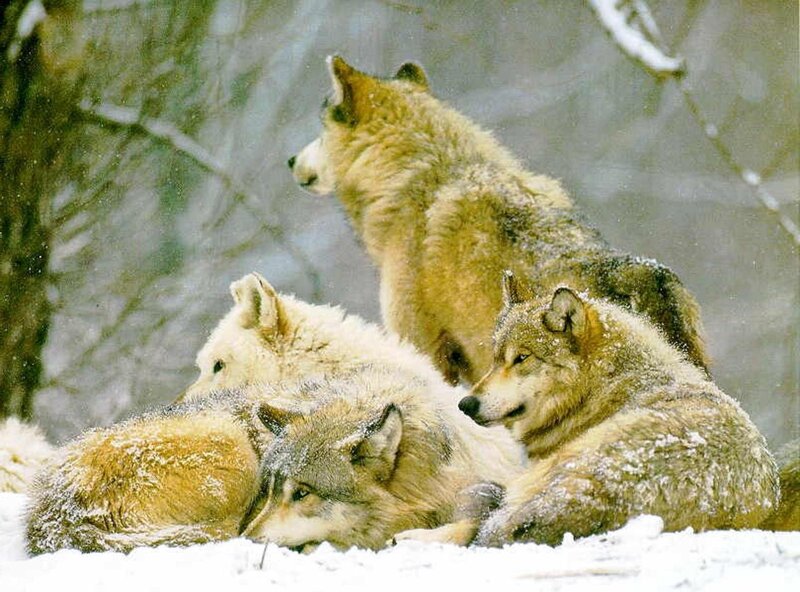 Wolves in Snow — White, Calm, Winter