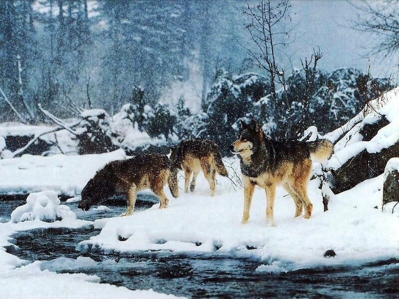 Wolves in Snow — White, Cold