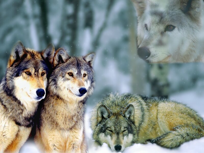 Wolves in Snow — White, Cold, Winter, Photograph, Forest
