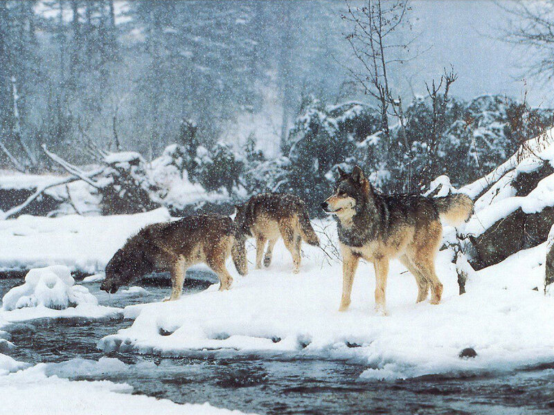 Wolves in Snow — White, Cold, Winter, Photograph, River