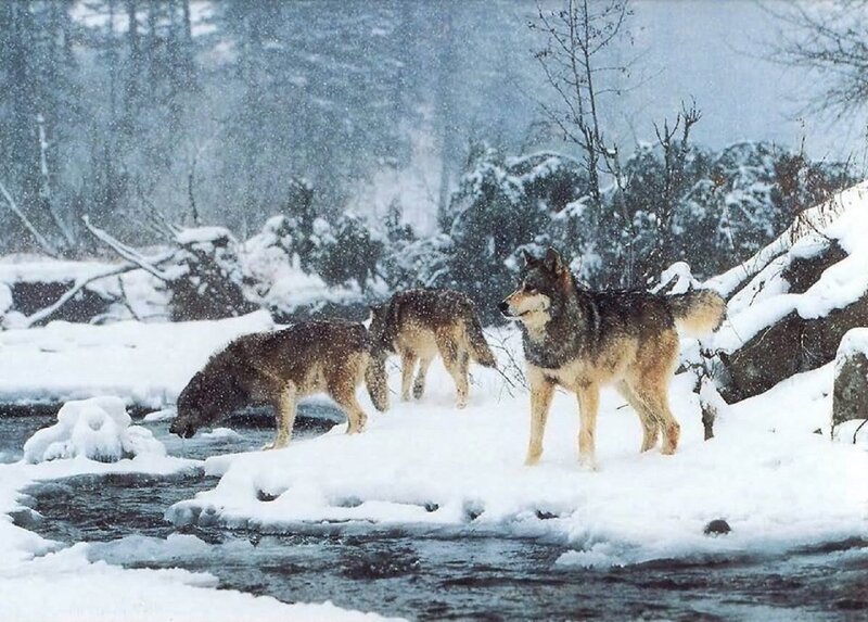 Wolves in Snow — White, Cold, Winter, Photograph, River, Trees