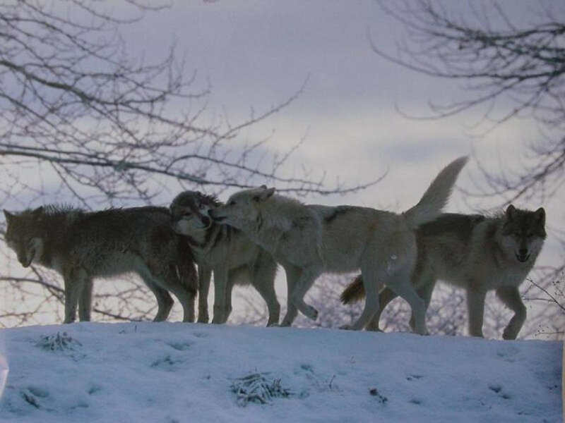 Wolves in Snow — White, Cold, Winter, Photograph, Trees, Sky